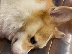 -豆柴町-柴犬主题狗咖(红鼎国际C座店)