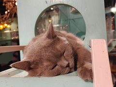 -猫小院猫主题餐厅(三里屯店)