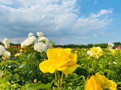 -廊坊文化艺术中心