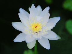 -中国科学院华南植物园