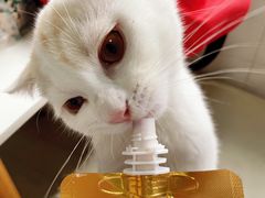 -喵的天空名猫咖啡馆·撸猫·猫舍·用品