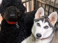 -翊宠yipet猫狗购宠庄园犬舍•猫舍