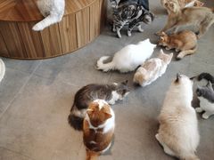 -飞行喵MR PILOT|猫舍·猫咖(静安大融城店)
