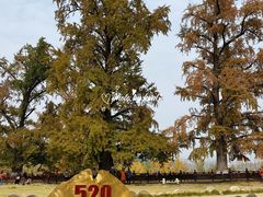 -千年银杏谷文化旅游区