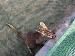 -西霞口神雕山野生动物世界