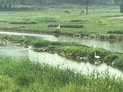 -北京麋鹿生态实验中心