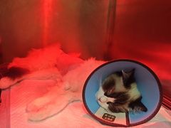 -米苏动物医院·犬猫专科·骨科外科内窥镜