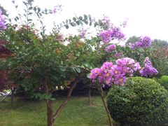 -上海鲜花港