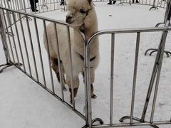 -沈阳奥体冰雪嘉年华