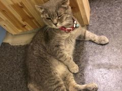 -猫色咖啡·猫咖