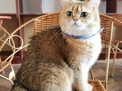 -蓝鲸·缅因猫舍