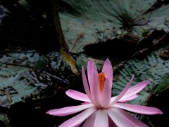 -深圳仙湖植物园