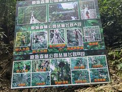 -西双版纳原始森林公园