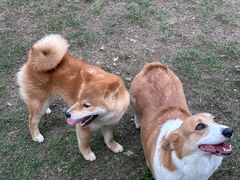 -趣多多宠物公园·宠物训犬学校·宠物寄养