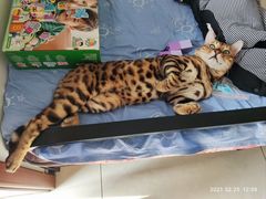 -纳吉亚猫专科动物诊疗中心(蒋宅口分院)