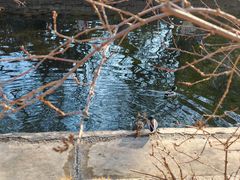 -元大都城垣遗址公园