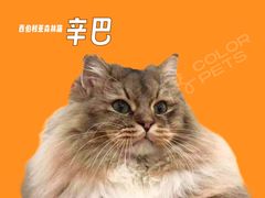 -COLOR PETS 撸猫馆·购猫·猫咖(长风大悦城店)