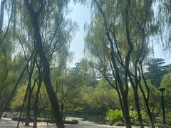 -柳浪闻莺公园