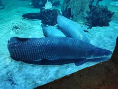 -华夏文旅海洋公园