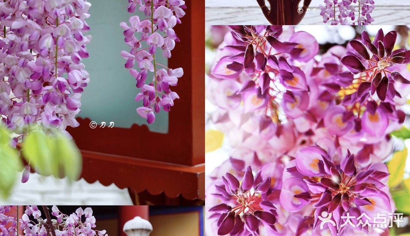 北京紫藤观赏攻略｜8大最佳宝藏地