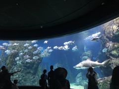 -暹罗海洋世界