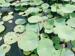 -万源龙顺度假庄园生态观光园