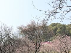 -无锡梅园公园