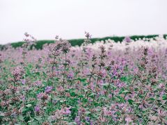 -富田农场