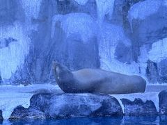 -大连老虎滩海洋公园