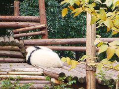 -成都大熊猫繁育研究基地