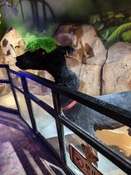 -酷嗒动物文化乐园(cutezoo西溪乐天城店)