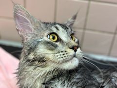 -FAELING PETS美天灵宠物(富力广场店)