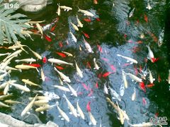 池塘中的鱼-绿色时代大酒店