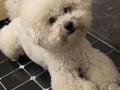 -萌宠之家·腊肠犬·马尔泰·小体犬舍