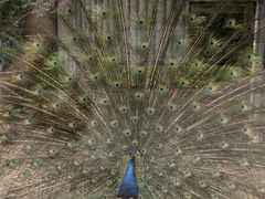 -石家庄市动物园