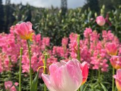 -深圳仙湖植物园