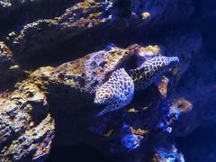 -暹罗海洋世界