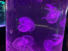 -苏州海洋馆