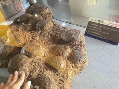 -中国西峡恐龙遗迹园