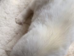 -暖阳宠物医院·犬猫康复中心·骨科