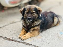 -龙大花卉苗木市场