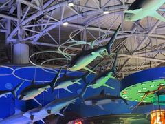 -烟台海昌鲸鲨海洋公园