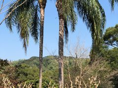 -深圳仙湖植物园