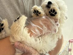 -翊宠yipet猫狗购宠庄园犬舍•猫舍