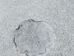 -陈家山荷花公园