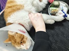 -瑞派·关忠动物医院·猫专科·犬专科(三环新城店)