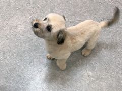 -安安宠医·安宠宠物医院