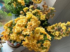 -苏州雏渐肥月嫂