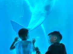 -海合安成都极地海洋公园