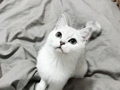-70cat德文卷毛猫·缅因猫纯种猫舍